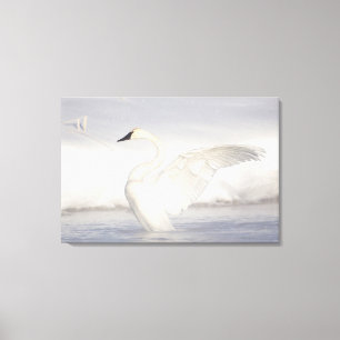 Toile États-Unis, Wyoming, Cygne trompette étend ses ail