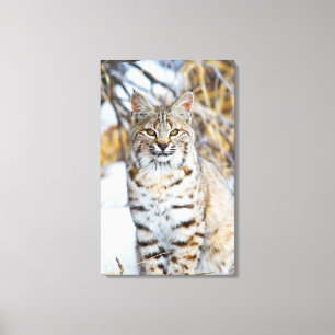Toile États-Unis, Wyoming, Portrait de lynx roux