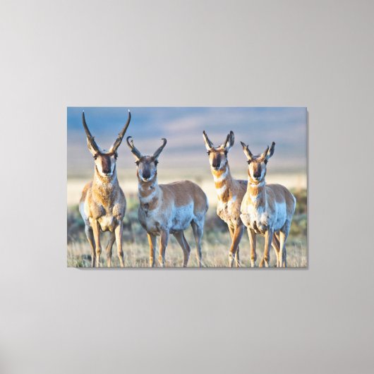 Toile Etats-Unis, Wyoming, quatre dollars d'antilope Pro (Recto)