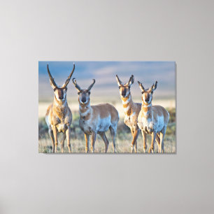 Toile Etats-Unis, Wyoming, quatre dollars d'antilope Pro