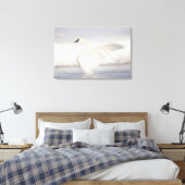 Toile États-Unis, Wyoming, Trumpeter Swan stretches wing (Insitu(Chambre))