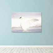 Toile États-Unis, Wyoming, Trumpeter Swan stretches wing (Insitu (Plancher de Bois))