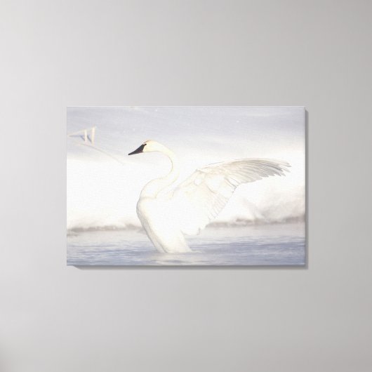 Toile États-Unis, Wyoming, Trumpeter Swan stretches wing (Recto)