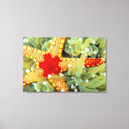 Toile Étoile de mer rouge et jaune 2 (Recto)