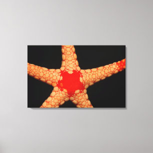Toile étoiles de mer de Rouge-maille (monilis de