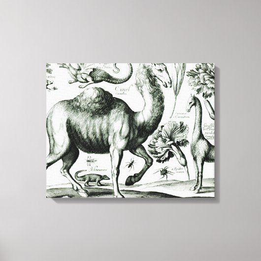 Toile Étude des animaux et des fleurs, gravés (Recto)