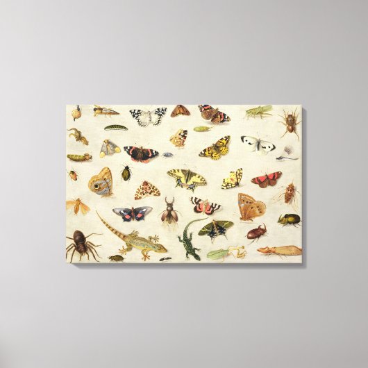 Toile Étude des insectes (Recto)