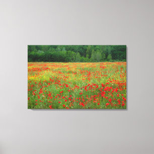 Toile Europe, Italie, Toscane, coquelicots rouges dans l