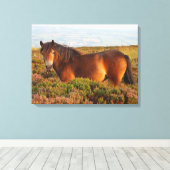 Toile Exmoor pony, cheval, Somerset, Angleterre (Insitu (Plancher de Bois))