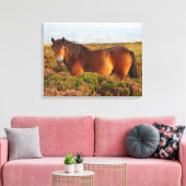 Toile Exmoor pony, cheval, Somerset, Angleterre (Insitu(Salon))