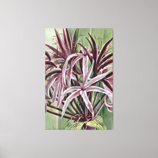 Toile Famille Crinum Asiaticum L