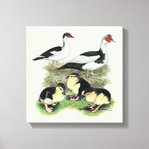 Toile Famille de canards Muscovy à pieds noirs