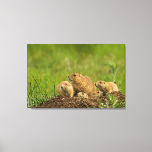 Toile Famille de chiens de prairie sur un terrier