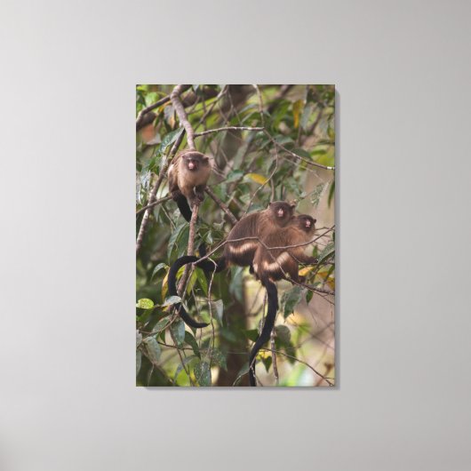Toile Famille de marmousets singes (Recto)