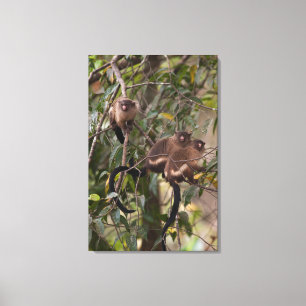 Toile Famille de marmousets singes