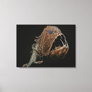 Toile Fangtooth (cornuta d'Anoplogaster), ordre