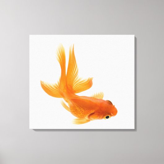 Toile Fantail (Carassius auratus) 2 (Recto)