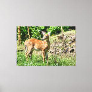 Toile Faune localisée