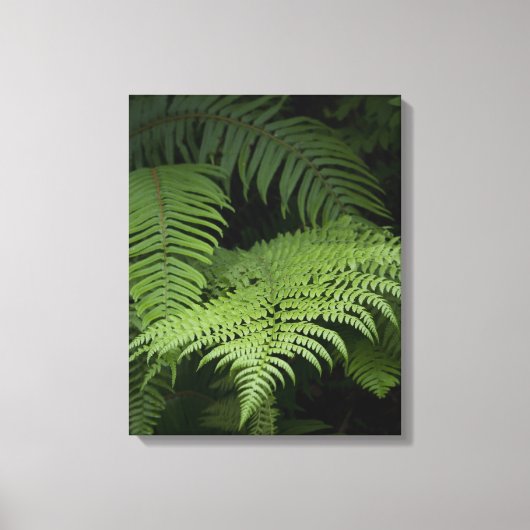Toile Ferns (Recto)