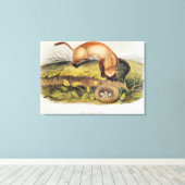 Toile Ferret à pieds noirs (Insitu (Plancher de Bois))