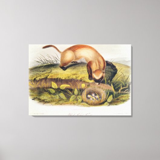 Toile Ferret à pieds noirs (Recto)