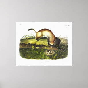 Toile Ferret à pieds noirs, American Polecat par Audubon
