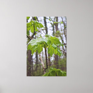Toile Feuilles de forêt après la pluie – Wild Nature Rom