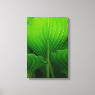 Toile Feuilles de Hosta Vertes