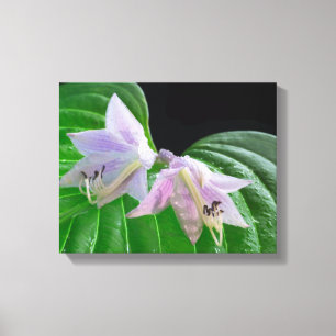 Toile Feuilles et fleurs Plantes Hosta