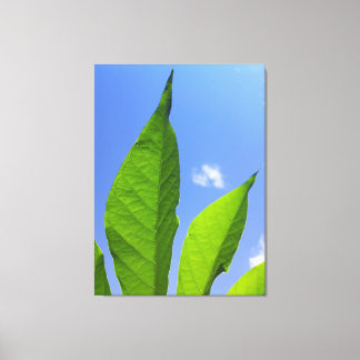 Toile Feuilles Vertes Touchant le Ciel