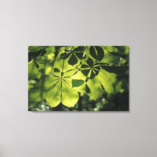 Toile Feuilles verts à sept points avec éclairage solair (Recto)