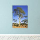 Toile Fever Tree (Acacia Xanthophloea), Punda Maria (Insitu (Plancher de Bois))