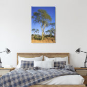 Toile Fever Tree (Acacia Xanthophloea), Punda Maria (Insitu(Chambre))