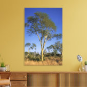 Toile Fever Tree (Acacia Xanthophloea), Punda Maria (Insitu(Salon))