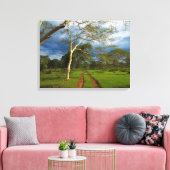 Toile Fever Tree (Acacia Xanthophloea) sur Dirt Track (Insitu(Salon))