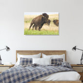 Toile Fiesty jeune bison bull at Tallgrass (Insitu(Chambre))