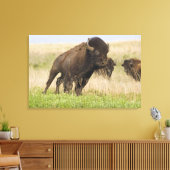 Toile Fiesty jeune bison bull at Tallgrass (Insitu(Salon))