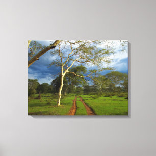 Toile Fièvre (Acacia Xanthophloea) Par Piste