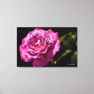 Toile -Fin rose de visage d'ange