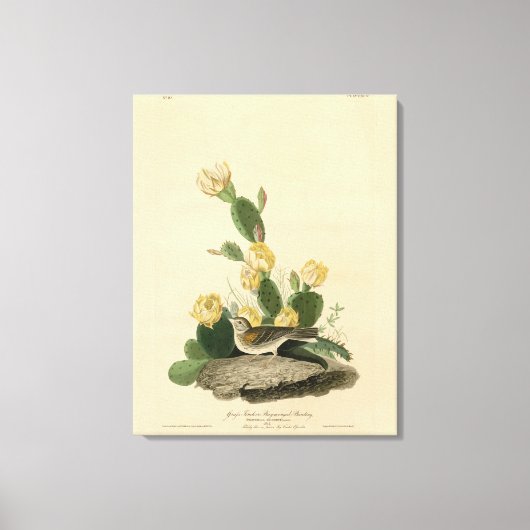 Toile Finch à herbe, Bunting à ailes de baie ou Bruant d (Recto)