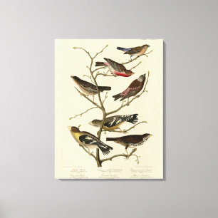 Toile Finch, Bunting, Grosbeak, Audubon Birds of America