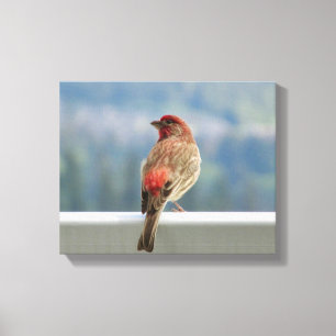 Toile Finch rouge Extraire la vue.