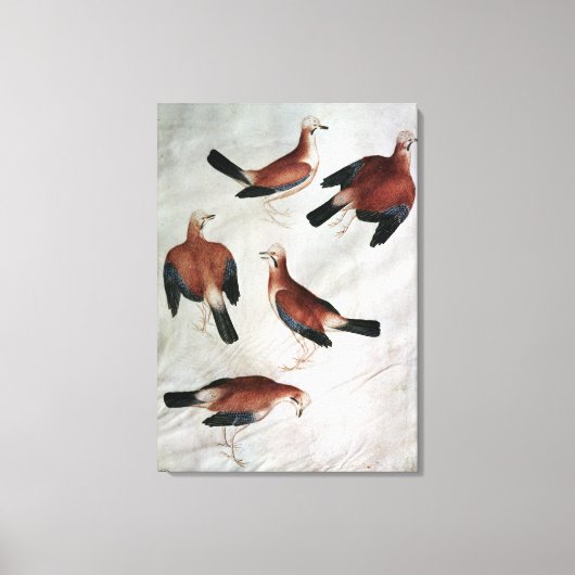 Toile Five Jays, de l'album Vallardi (Recto)