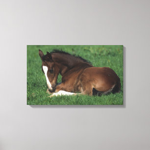 Toile Fixation de poulain de Warmblood