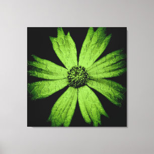 Toile Fleur Cosmos Vert sur Noir