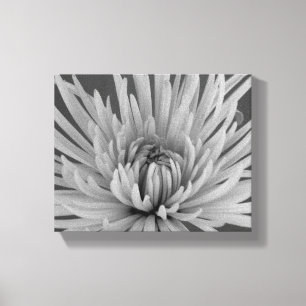 Toile Fleur de Chrysanthème Araignée Noir et Blanc
