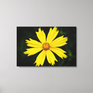 Toile Fleur de Cosmos jaune Gros plan 2