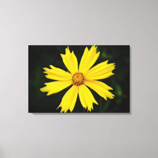 Toile Fleur de Cosmos jaune Gros plan 2 (Recto)