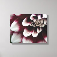 Fleur de dahlia rouge et blanc