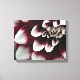 Toile Fleur de dahlia rouge et blanc